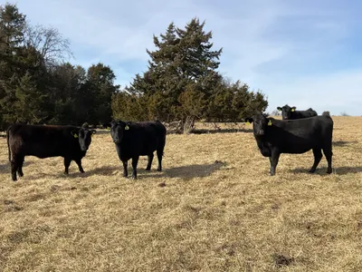 cattle listing photo