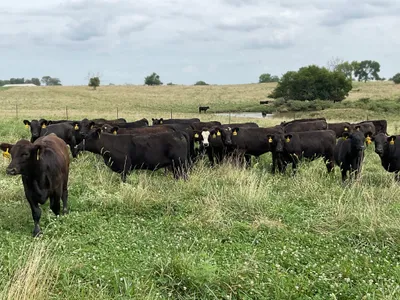 cattle listing photo
