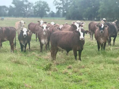 cattle listing photo