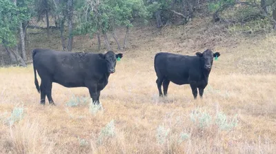 cattle listing photo
