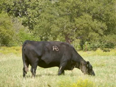 cattle listing photo