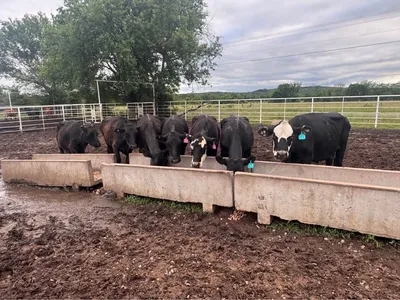 cattle listing photo