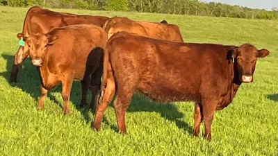 cattle listing photo