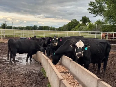 cattle listing photo