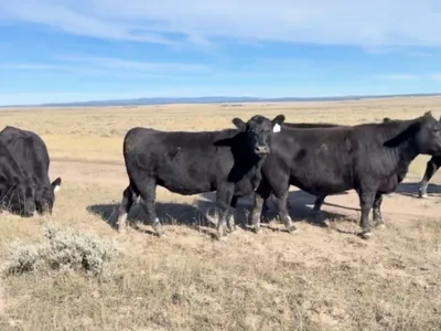 cattle listing photo