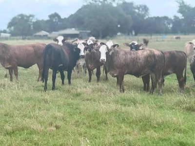 cattle listing photo