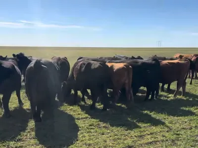 cattle listing photo