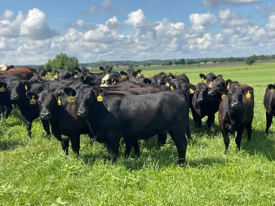 cattle listing photo