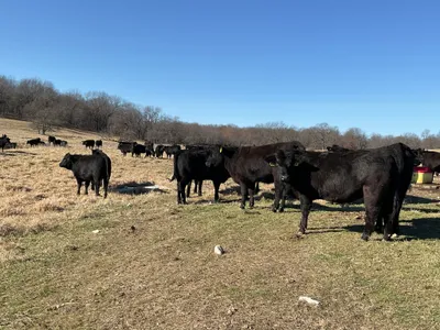 cattle listing photo