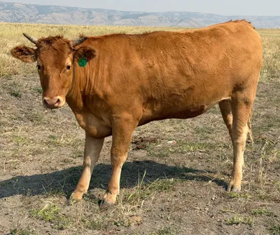 cattle listing photo