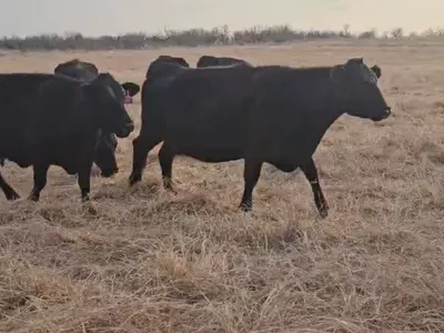 cattle listing photo