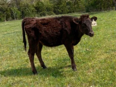 cattle listing photo