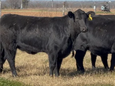 cattle listing photo