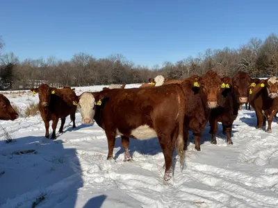 cattle listing photo