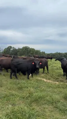 cattle listing photo