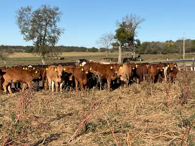 cattle listing photo