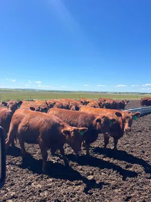 cattle listing photo