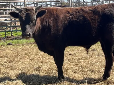 cattle listing photo