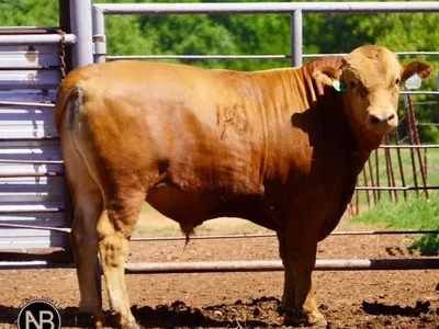 cattle listing photo