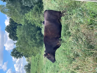 cattle listing photo