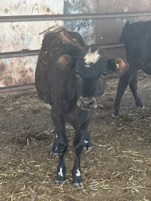 cattle listing photo