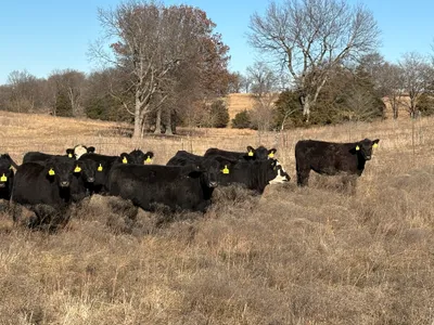 cattle listing photo