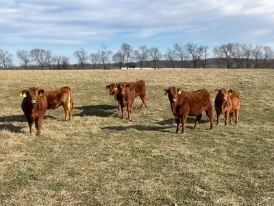 cattle listing photo