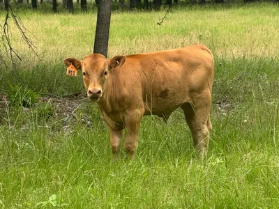 cattle listing photo