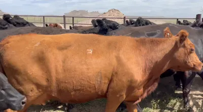 cattle listing photo