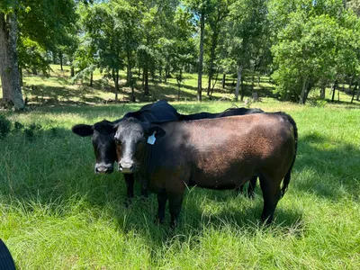 cattle listing photo