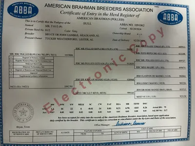 cattle listing photo