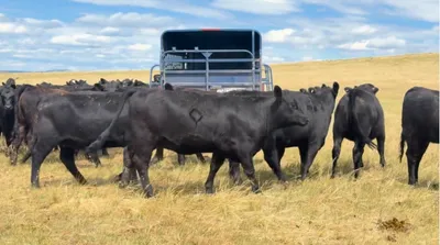 cattle listing photo