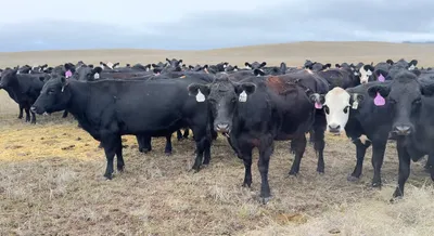 cattle listing photo