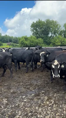 cattle listing photo