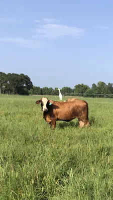 cattle listing photo