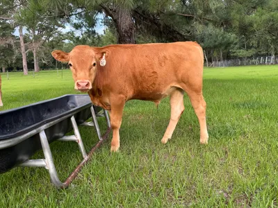 cattle listing photo