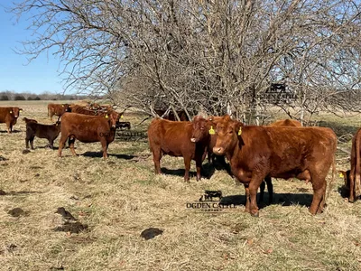 cattle listing photo
