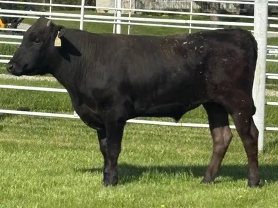 cattle listing photo