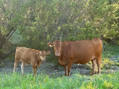cattle listing photo