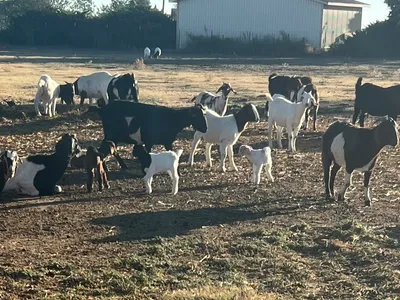 cattle listing photo