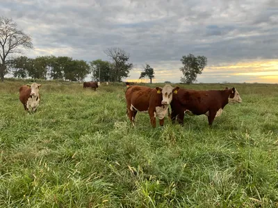 cattle listing photo