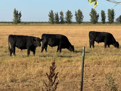 cattle listing photo