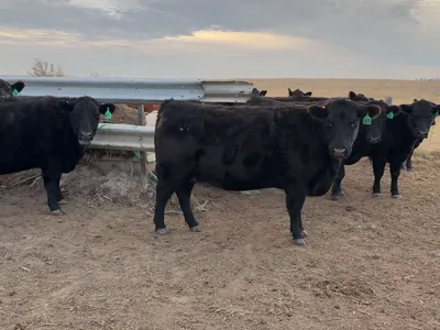 cattle listing photo