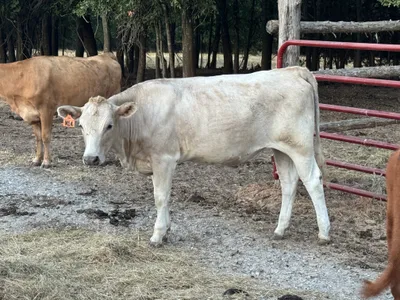 cattle listing photo