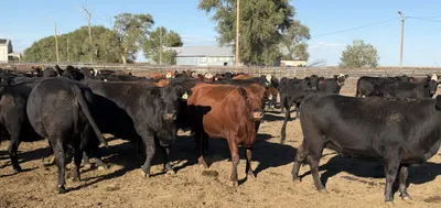 cattle listing photo
