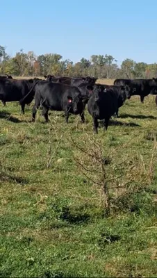 cattle listing photo