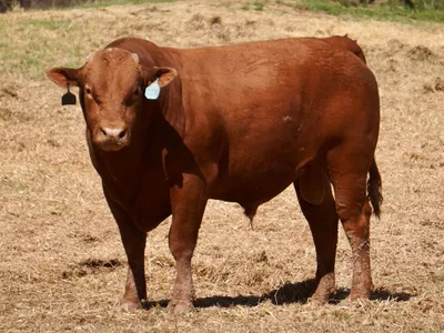 cattle listing photo