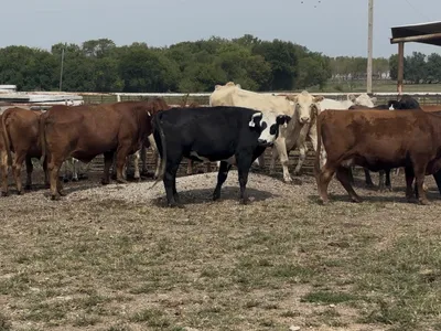cattle listing photo