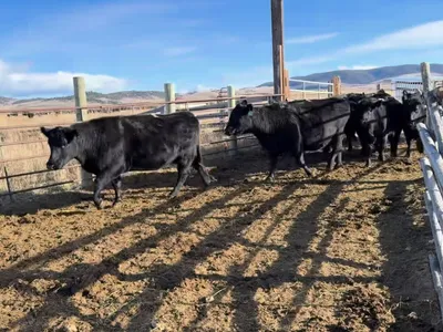 cattle listing photo