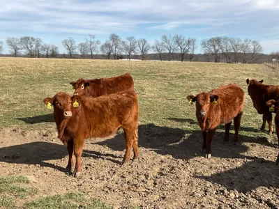 cattle listing photo